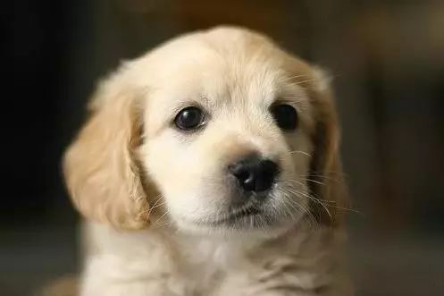 45种名犬大全,72种名犬图片附介绍