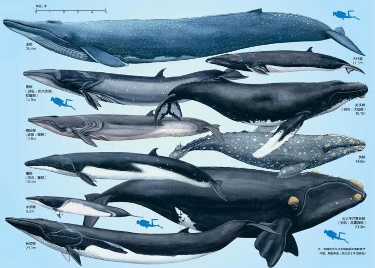 被蓝鲸吞进肚子里会发生什么,座头鲸误吞潜水员