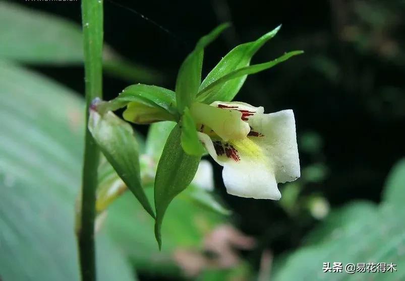 吻兰,云南稀有兰花品种图片金边蕙兰