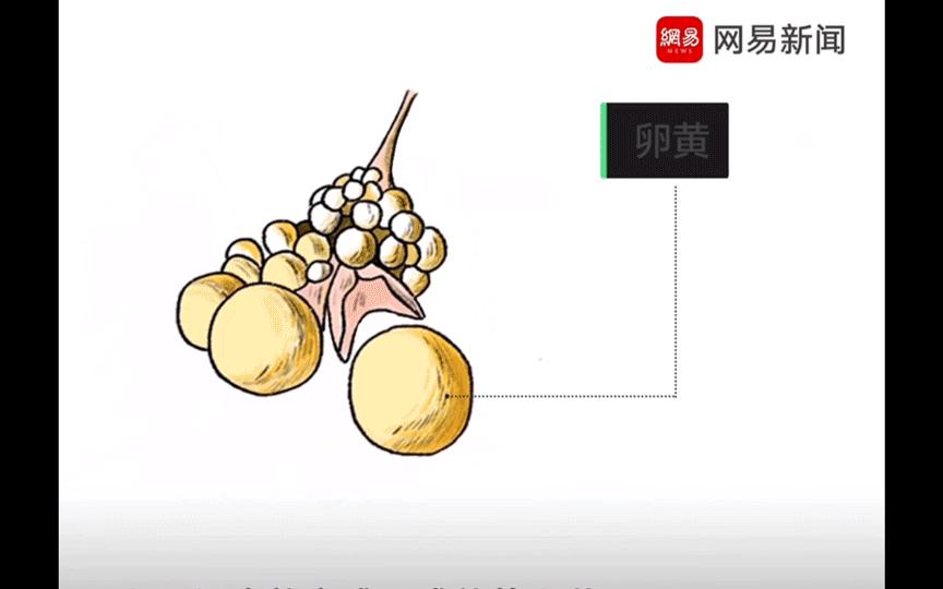 如何正确的吃溏心蛋,为什么建议少吃溏心蛋