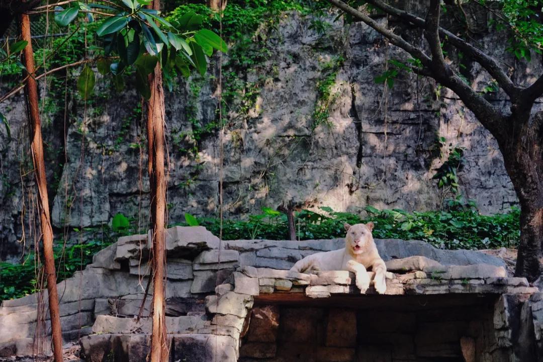 广州长隆怎么玩最划算攻略分享,广州长隆省钱攻略