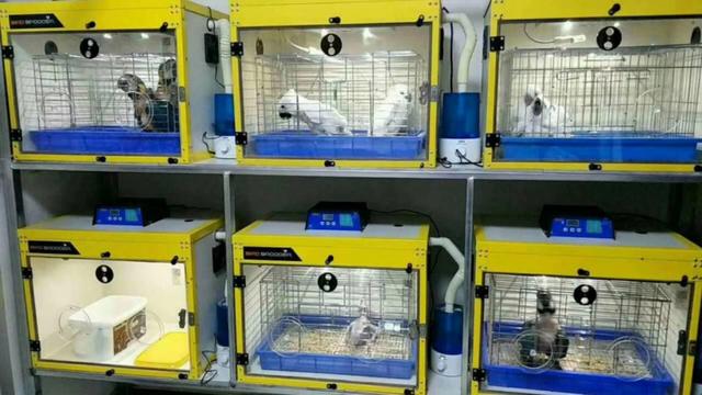 网友花了260元买榴莲,网友花1000块钱买了柴犬