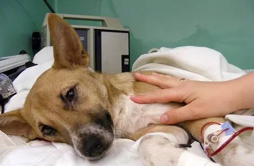 幼犬致命的三种病毒,幼犬杀手行为