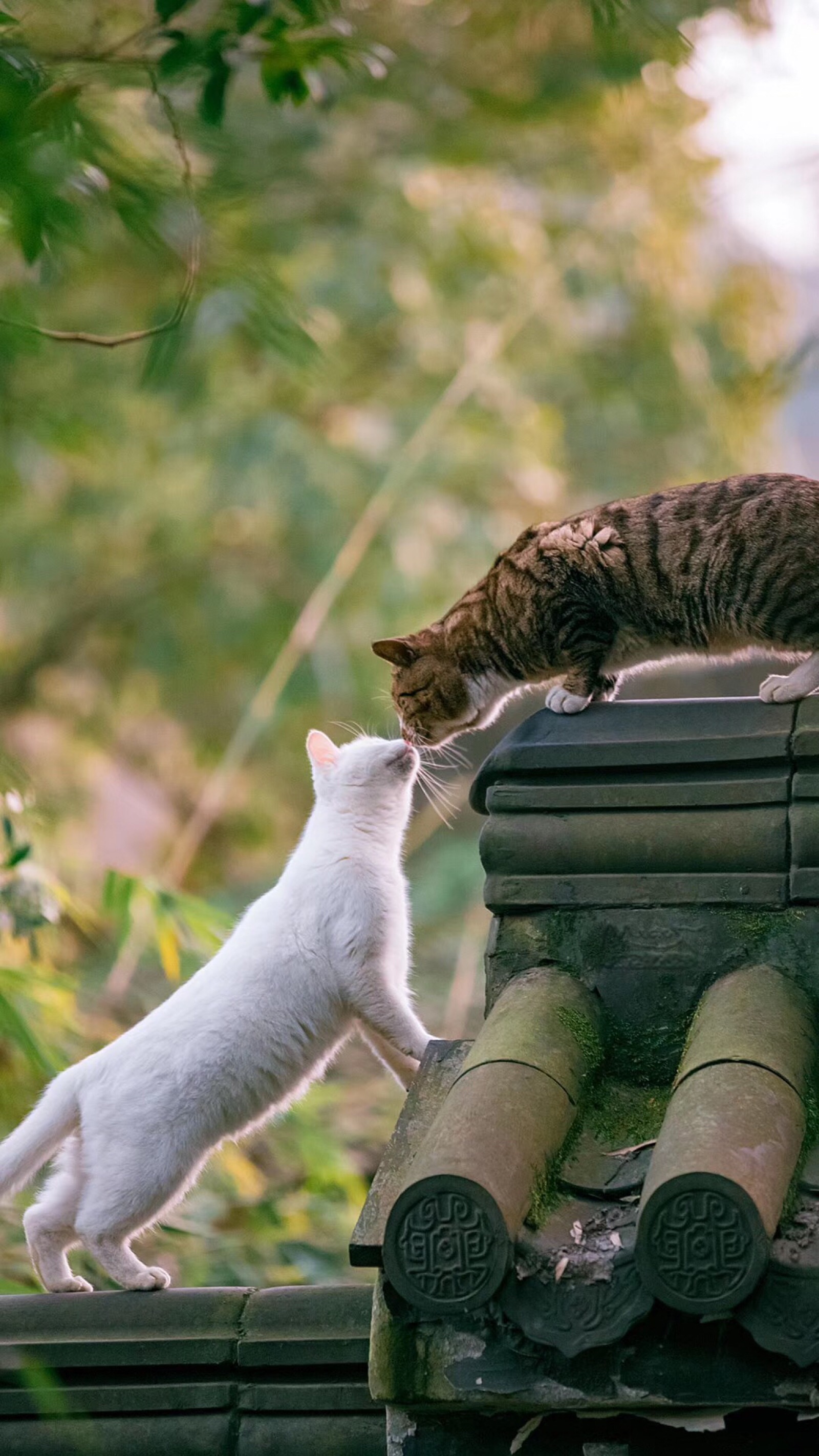 中华田园橘白猫脾气好吗,中华田园白猫配什么猫