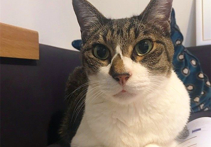 猫咪体重低怎么回事,猫咪体重忽上忽下