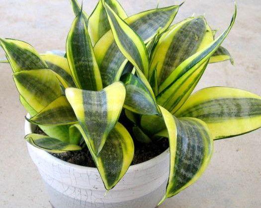 怎样制作适合花草生长的营养土,自制单纯种菜营养土最简单方法