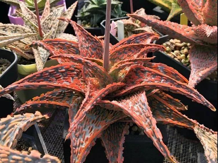 园艺观赏芦荟,园艺芦荟图鉴说明