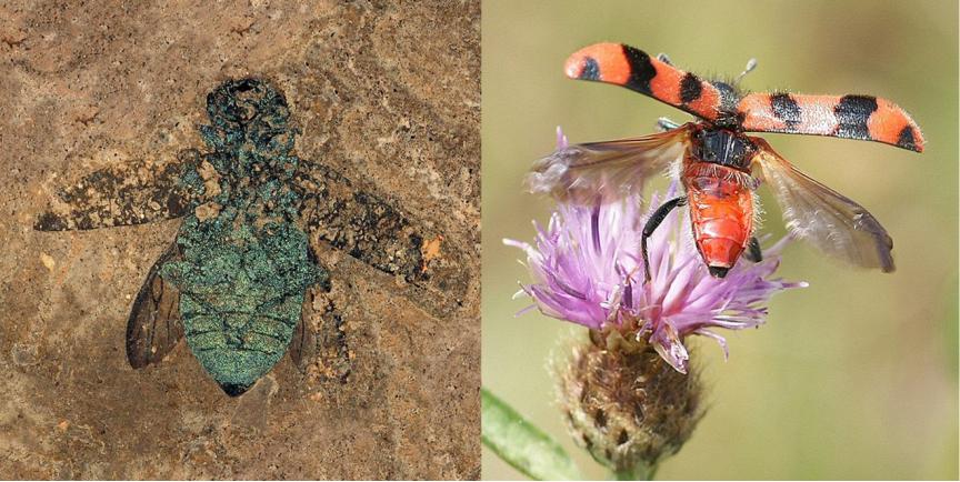 这种小虫凭借“头铁”登上《自然》，汽车都压不死它