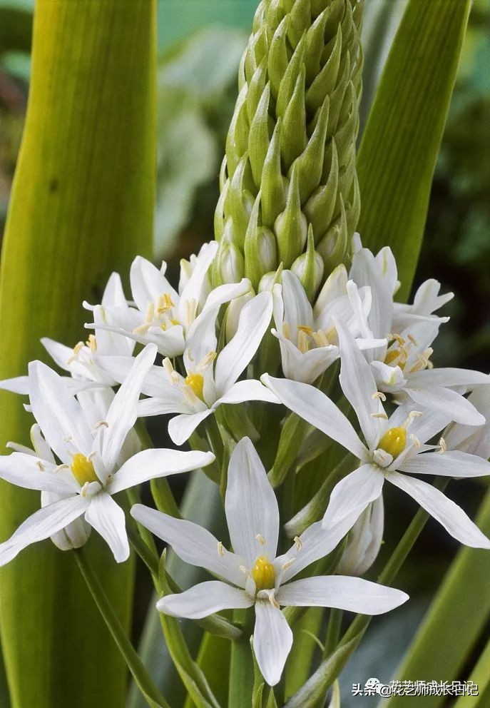 每日一花|伯利恒之星,可用于治疗癌症,洁白可爱