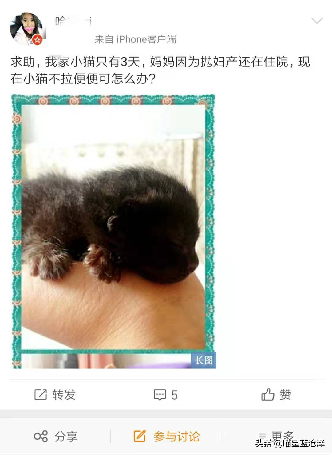 幼猫一直不拉便便怎么办,一周的幼猫不拉屎怎么办
