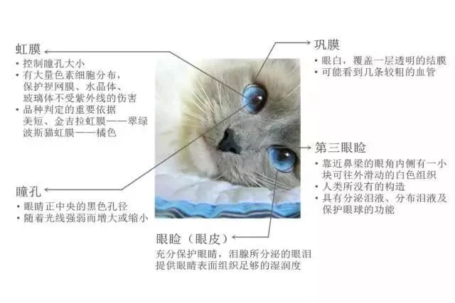 猫咪常见疾病治疗用药,猫咪常见眼睛疾病及护理