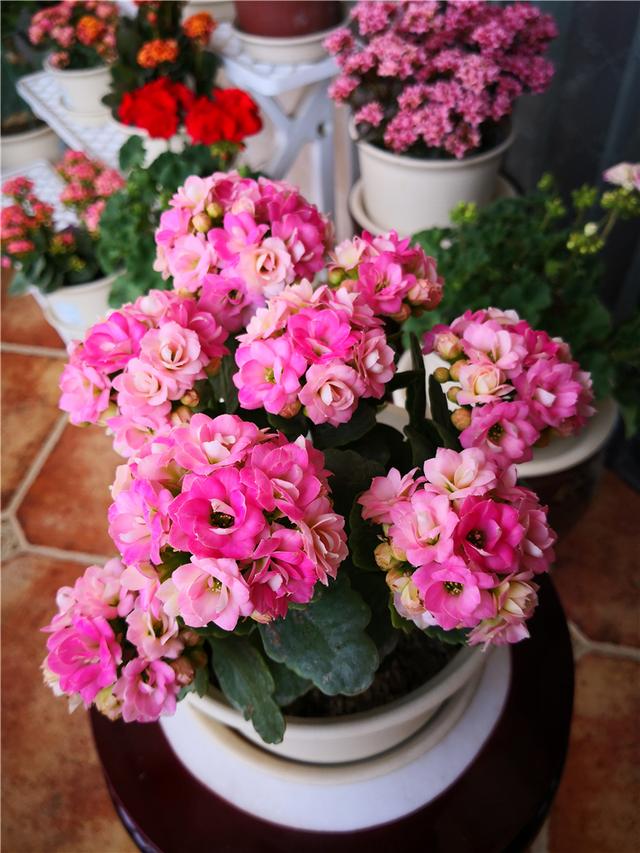 室内可以养的十大吉祥花,最好养的吉祥花有哪些