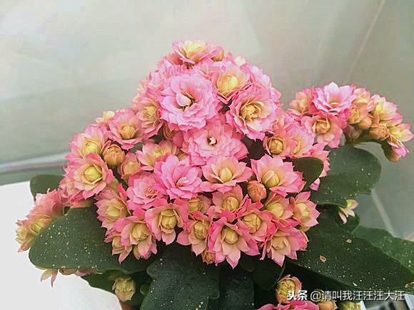 长寿花花卉盆栽养护教学,长寿的花卉怎样养