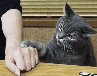 猫和狗打了疫苗咬了人有事吗,猫已打狂犬疫苗被抓伤后需打针吗