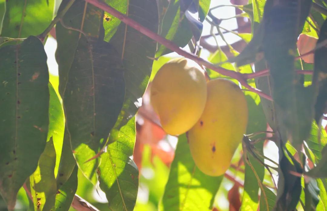 鍛宠暰娼畨,鍛宠暰鏂界敻