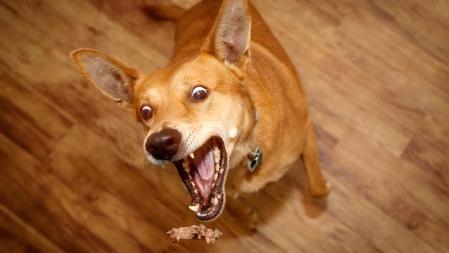 狗狗腹泻怎么办最有效的办法,狗狗腹泻怎么办快速解决