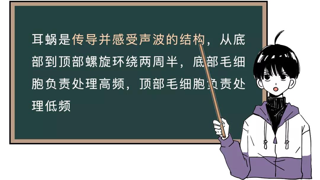 耳朵敏感整个人酥掉,人的耳朵有多脆弱
