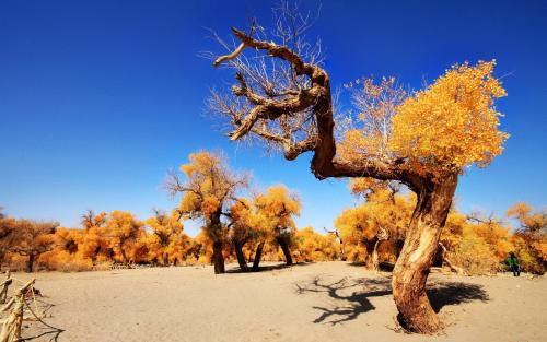 所有太仓人，你的蚂蚁森林里有几颗梭梭树啦？
