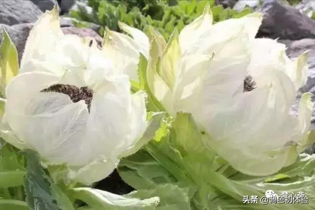 山上的雪莲花,山上雪莲的照片