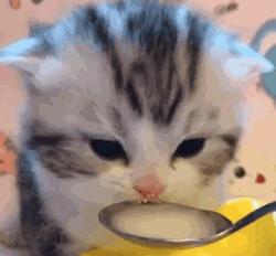 祝铲屎官麻麻节日快乐!毛孩子的行动超暖心了