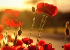 认为毒品会不上瘾是什么心理,人知道毒品有毒还是会上瘾