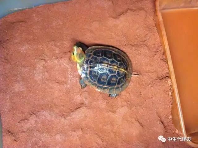 怎样的环境能让龟不会腐甲,如何用最便宜的龟养出华丽的感觉