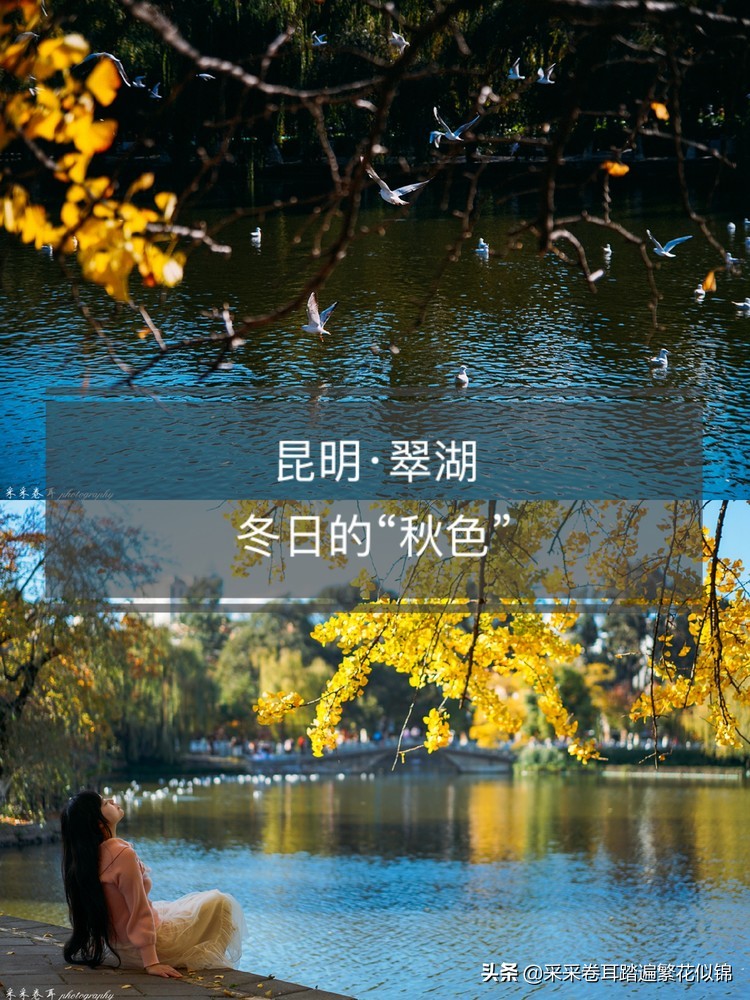 冬季到昆明来看红嘴鸥,冬天去昆明翠湖公园观看海鸥