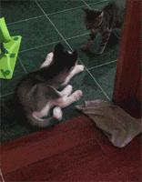 “五大惨象”揭露哈士奇打架没赢过还总爱挑挑衅的真理，殊途同归