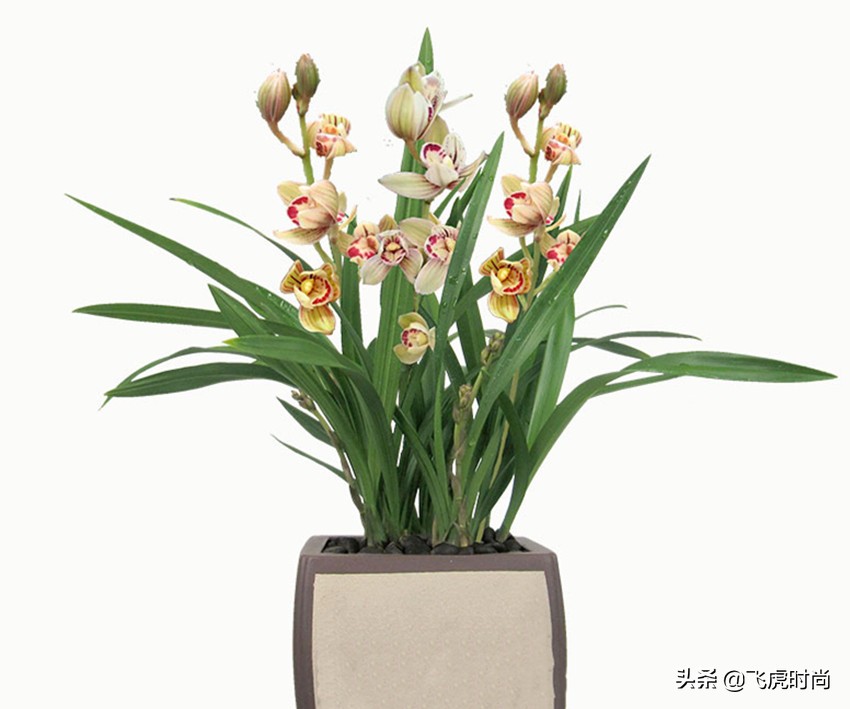 哪种兰花好养开花好看香味好,什么兰花最好养又香开花时间又长