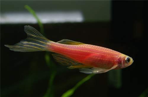啥鱼不用加热棒也能养,用加热棒最好养的十款热带鱼