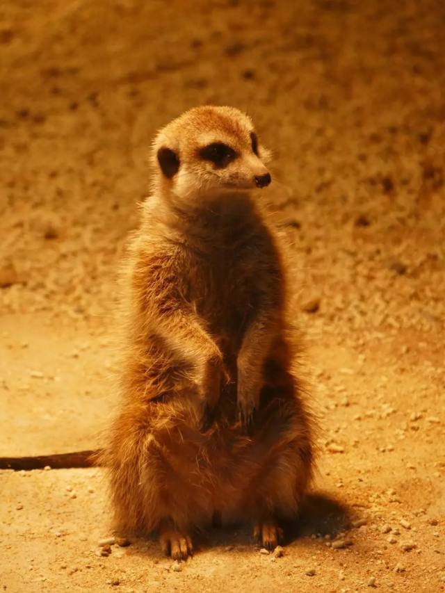 白鹿仓欢迎大家来白鹿仓观看直播,白鹿仓冰雪海洋旅游