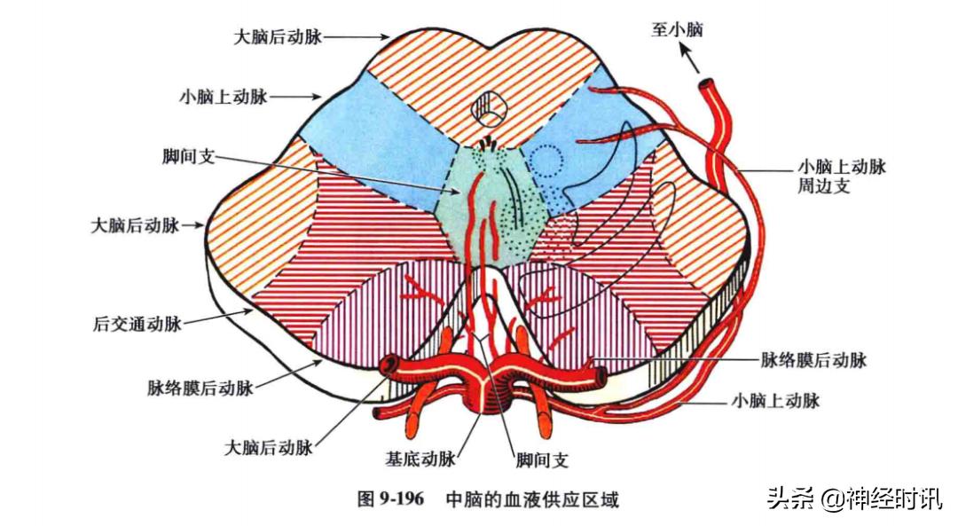 急性脑血管病的解剖诊断,脑的血液供应来源及脑血管的特点