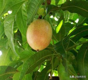 亚马逊十大凶猛植物,巴西亚马逊热带雨林动植物