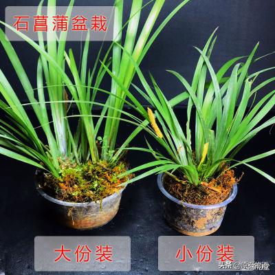 文玩要盘得好包浆请远离四大克星,盘龟壳会玉化包浆后效果视频