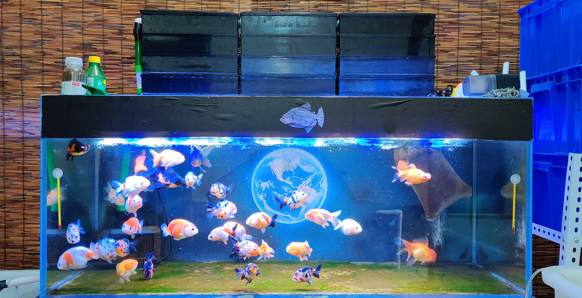 鱼缸好的过滤系统能让水清澈吗,鱼缸过滤系统哪种过滤效果好