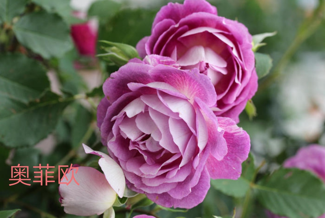 2020年木村卓功月季新品,木村卓功的月季都比较耐阴吗