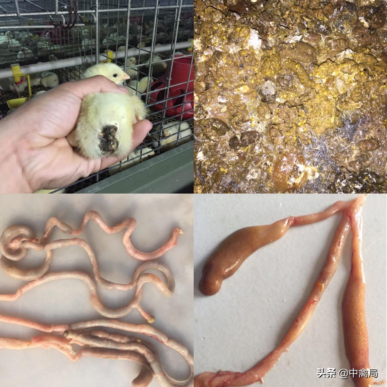 鸡小肚子疼是什么原因,鸡为什么肚子疼