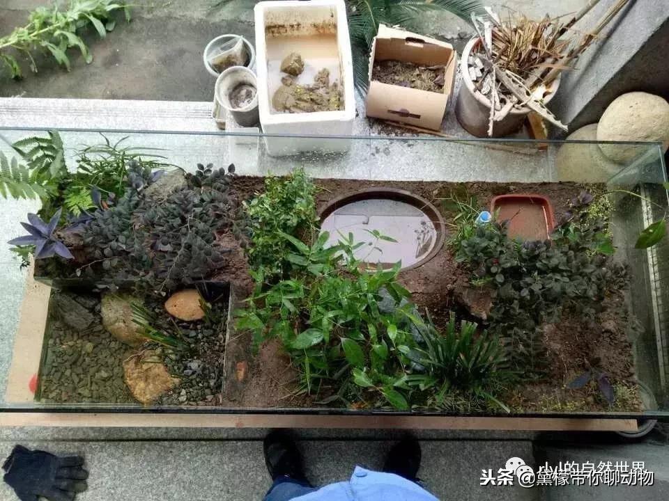 丛林造景黄缘龟池设计图大全,龟宝宝黄缘龟生态缸造景教程