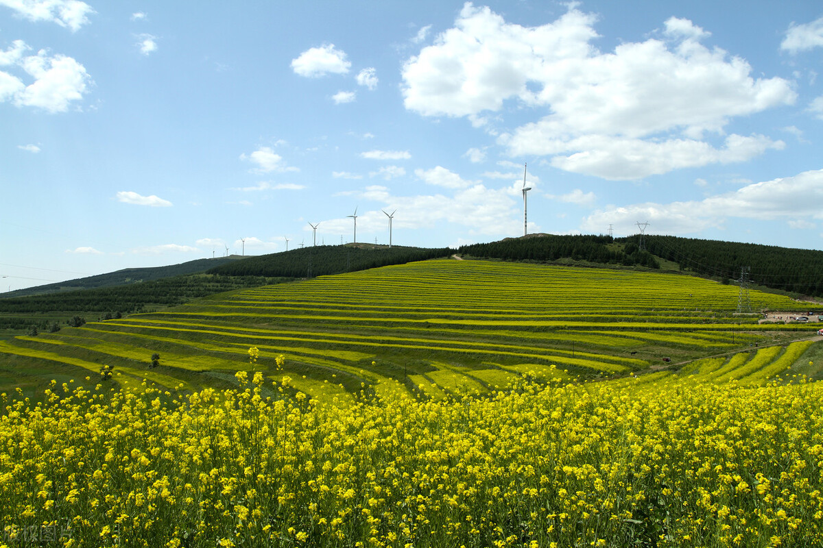 干枯的口蘑,真正的口蘑