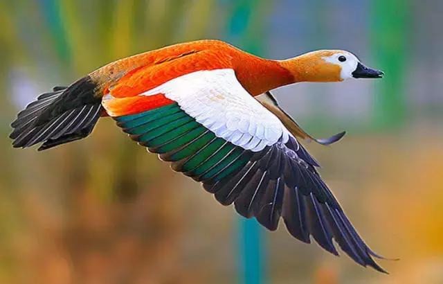 佳能70d单反相机自拍怎样设置,30分钟单反相机教程与摄影技巧