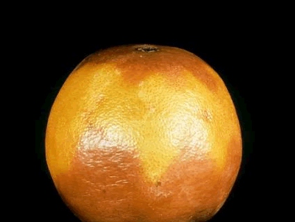 橙子沙皮病图片,冰糖橙果外皮黑是什么病