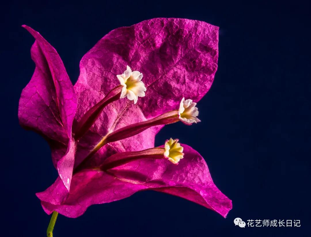 向日葵的高级搭配,每日一花百子莲