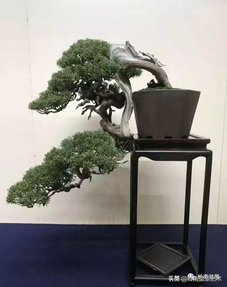 松柏盆景造型舍利,柏树盆景舍利制作全过程图解视频