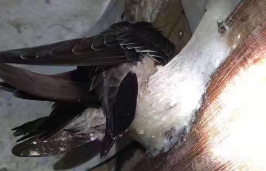 去泰国燕窝多少钱,去泰国买哪个牌子燕窝