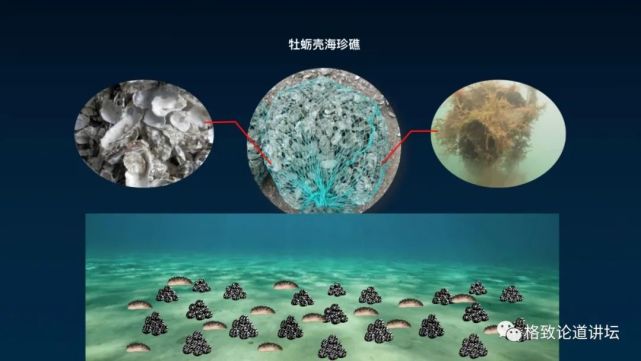 除了能提高人体免疫力，这个“肥宅”还是海底清道夫