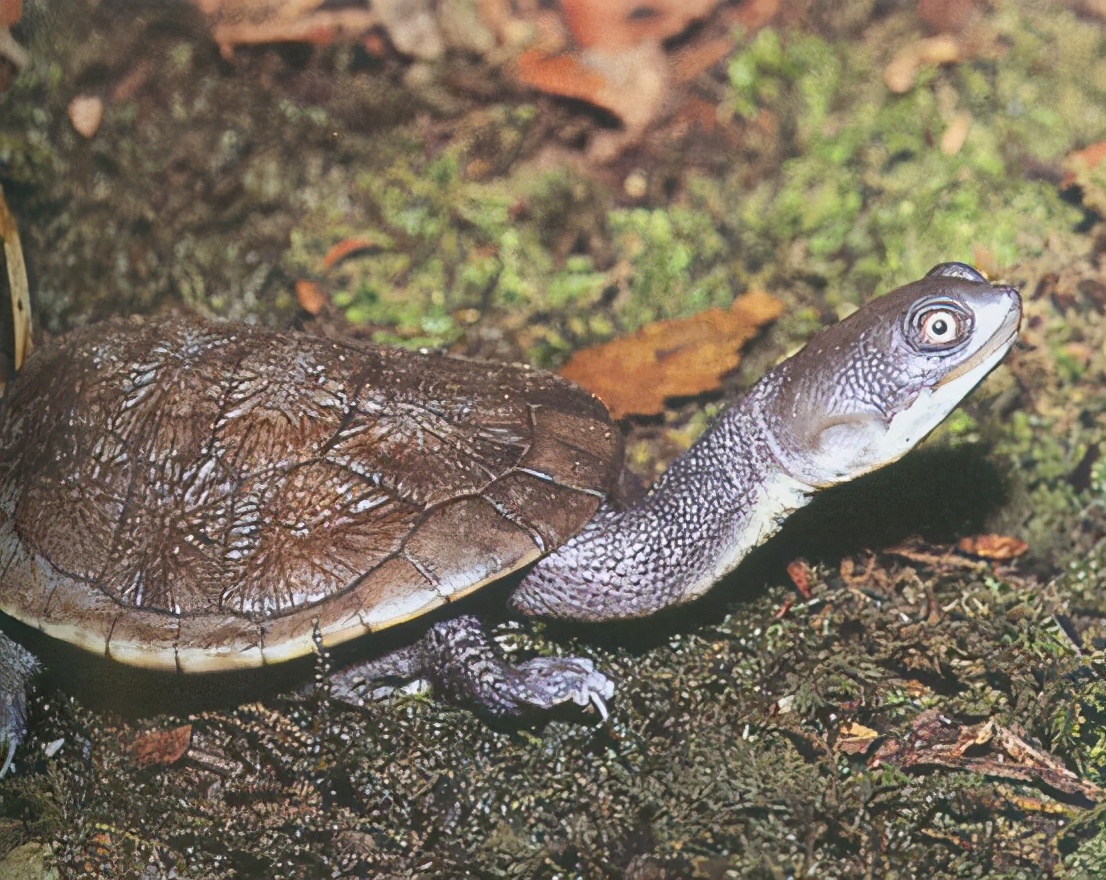 龟类大百科,大眼睛龟类