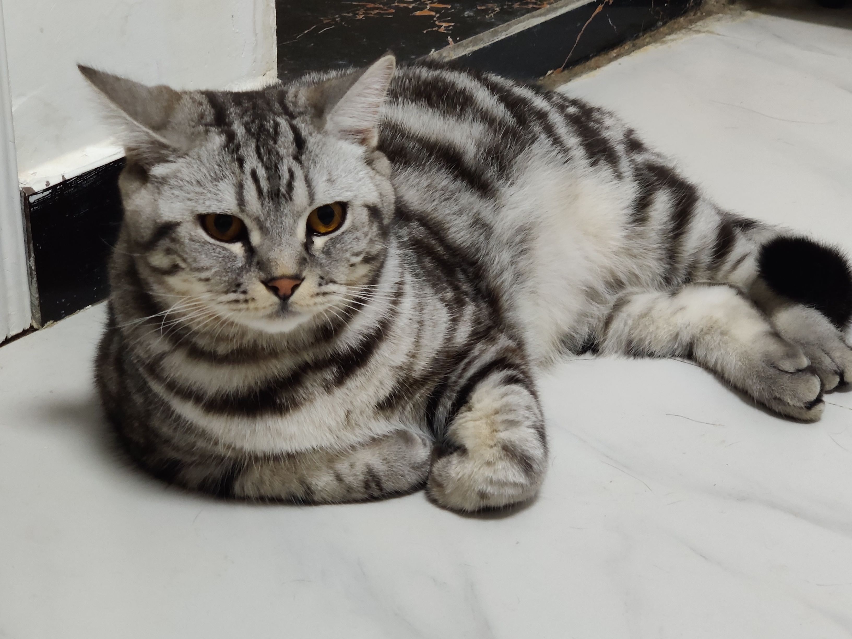 怎么快速走出失去宠物的阴影,如何走出失去爱宠的痛苦