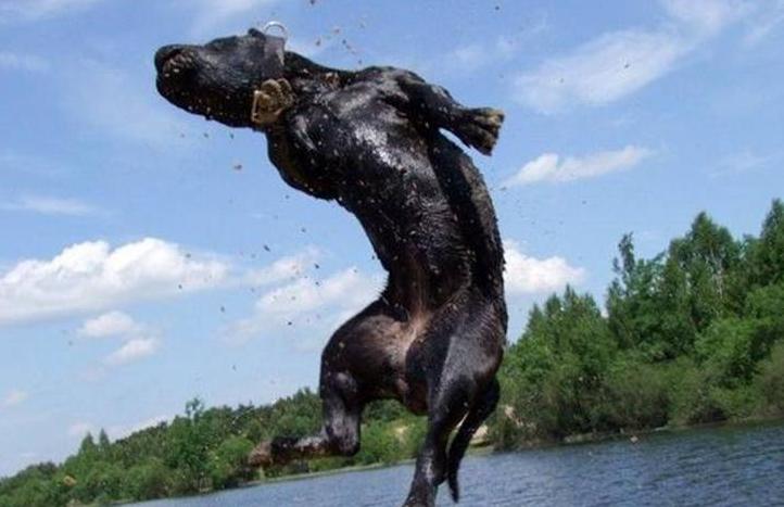 卡斯罗护卫犬有什么用,卡斯罗是三大护卫犬吗