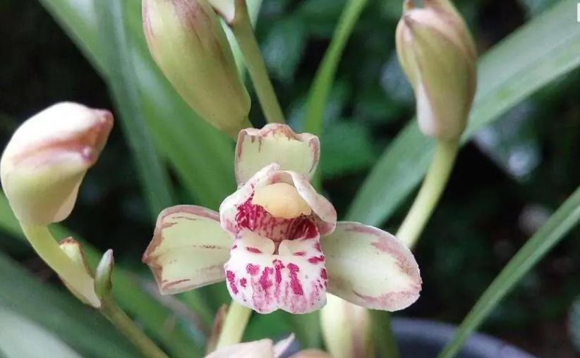 值得收藏的兰花品种有哪些图片,最好的兰花品种图片大全欣赏