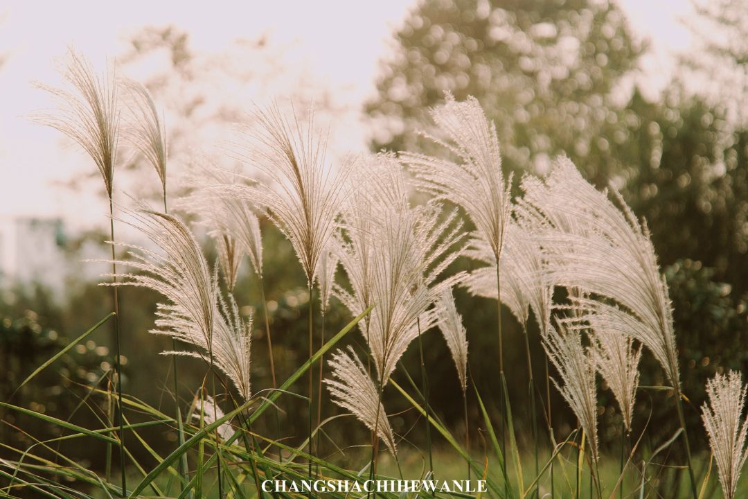 长沙岳麓区适合一个人去的地方,五一长沙岳麓区哪里好玩